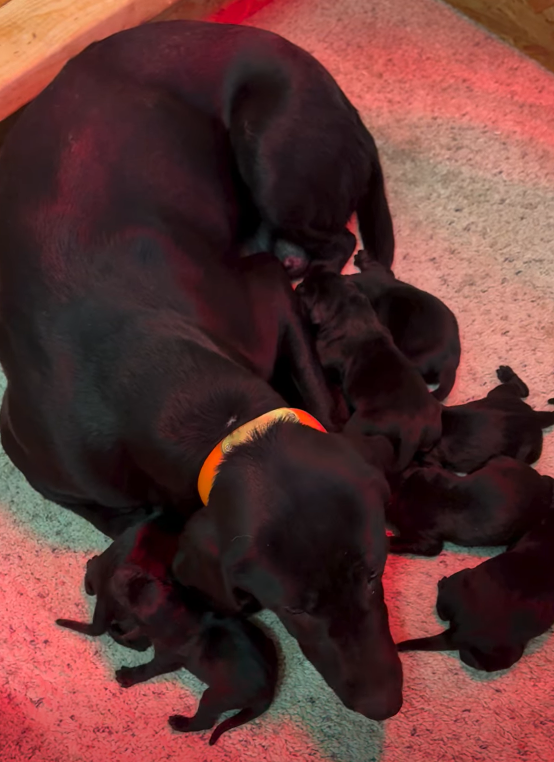 labrador puppies