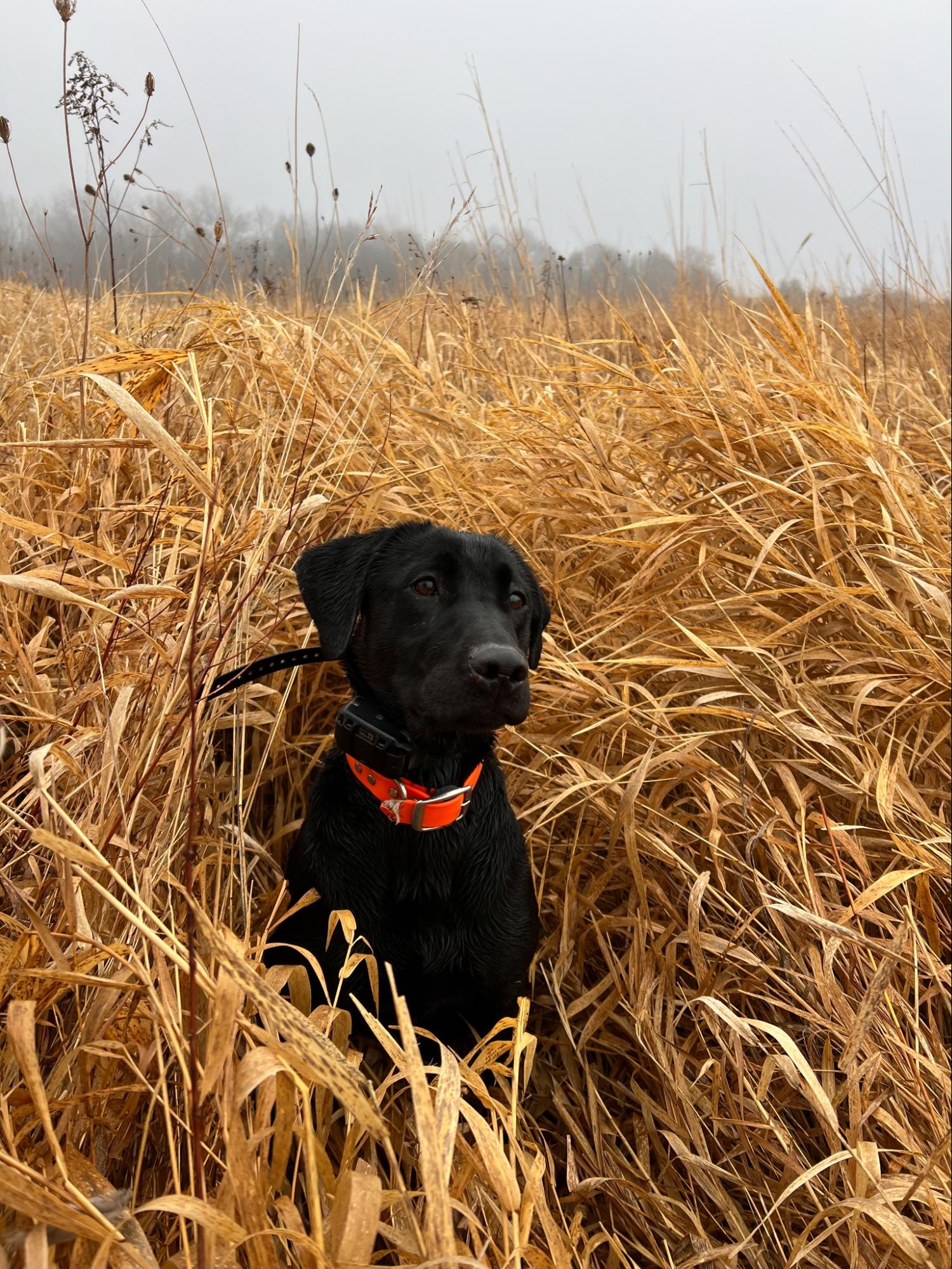 Current dog photo - Reign